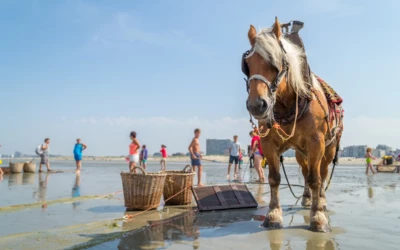 garnaalstoet oostduinkerke